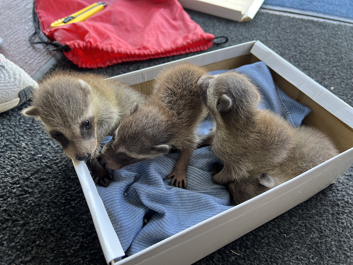 清除浣熊、松鼠、老鼠、蚂蚁、黄蜂、鸟类和一般害虫