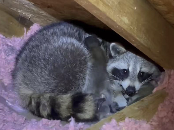 动物粪便与户体清理